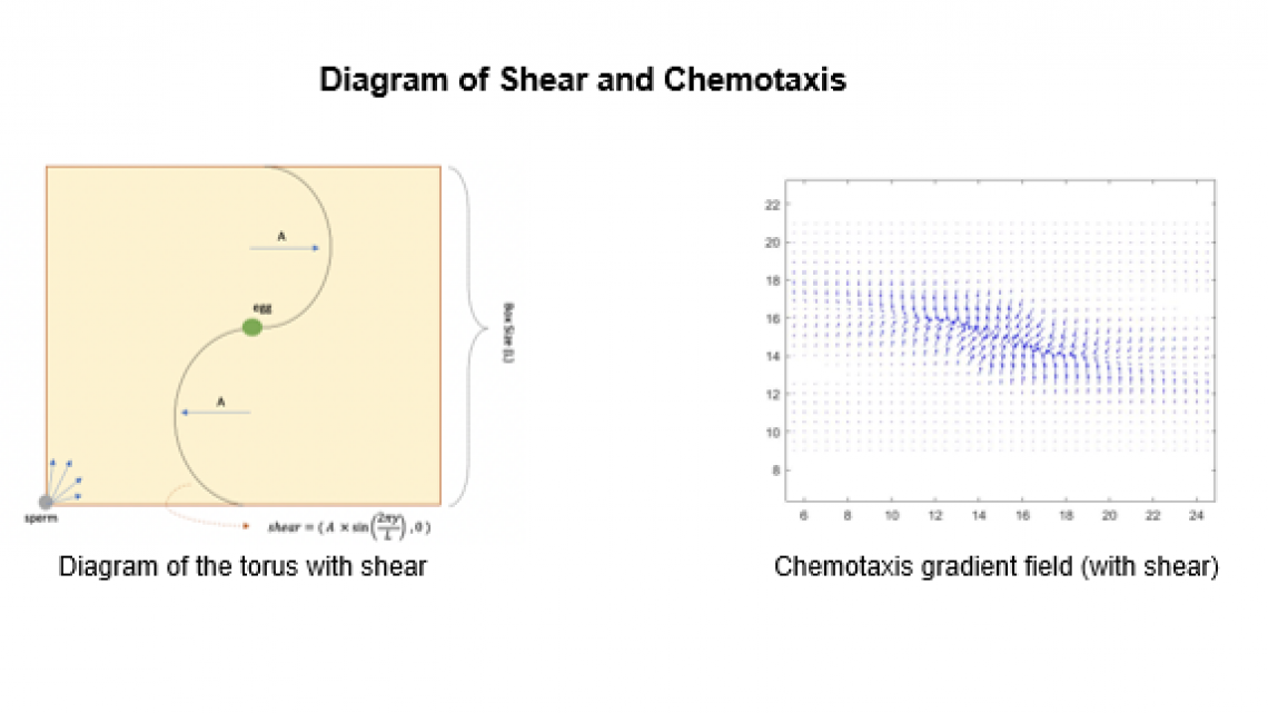 Diagram of Shear and Chemotaxis