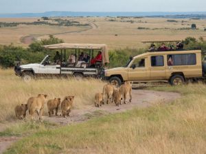 Safari-goers watch a pride of lions in the Maasai Mara, a famous game reserve in Kenya